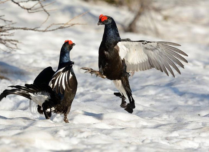 mesures-protection-faune-pyrenees-hiver